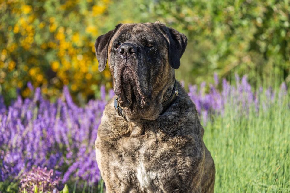 brindle mastiff dog sitting outside near lavender flowers