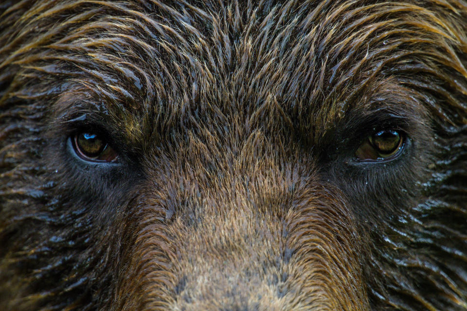 A grizzly bear in Canada&rsquo;s first and only grizzly bear sanctuary, the Khutzeymateen Provincial Park, a haven for the iconic wild animal in northern British Columbia. (Photo: Neil Ever Osborne)