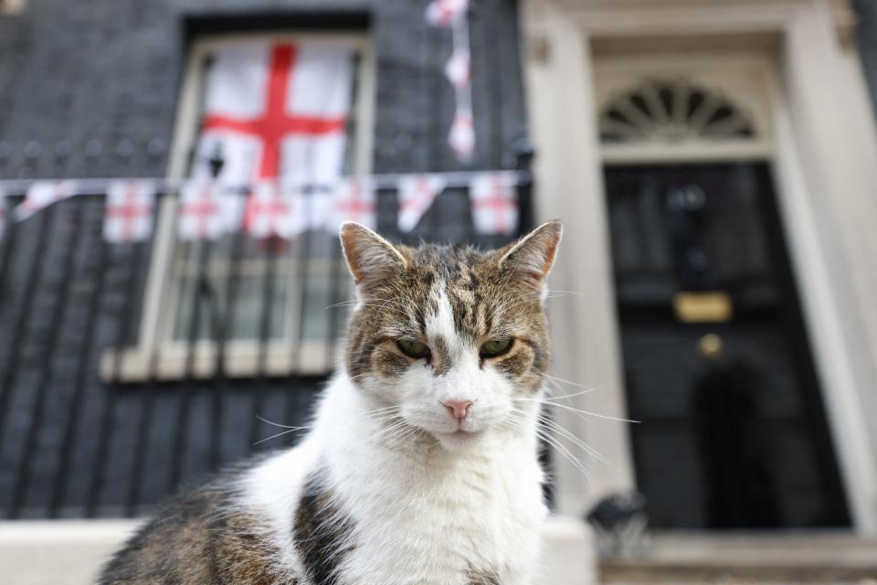 英國第一貓賴瑞歷經四任首相。圖片來源：Getty Images