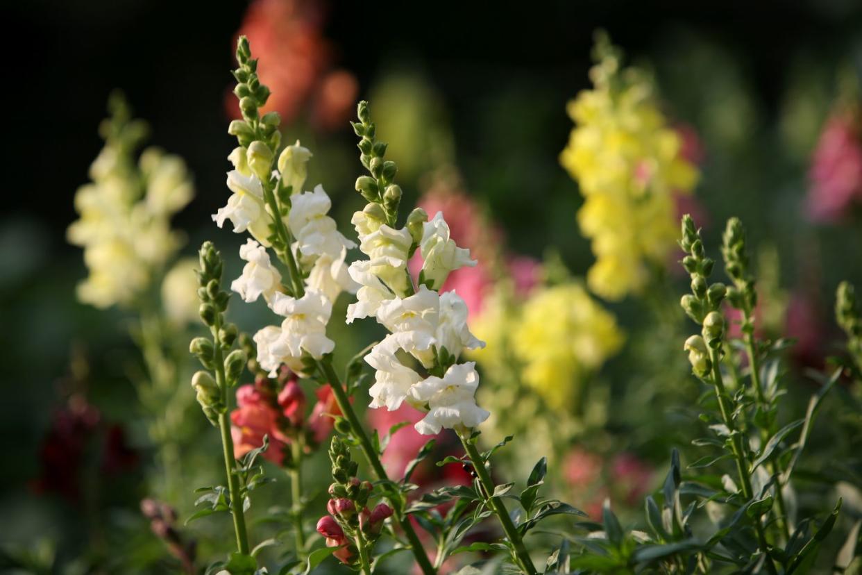 snapdragons