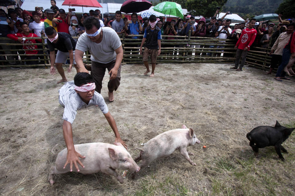 In this Saturday, Oct. 26, 2019 photo, blindfolded men participate in a pig wrangling competition during Toba Pig and Pork Festival, in Muara, North Sumatra, Indonesia. Christian residents in Muslim-majority Indonesia's remote Lake Toba region have launched a new festival celebrating pigs that they say is a response to efforts to promote halal tourism in the area. The festival features competitions in barbecuing, pig calling and pig catching as well as live music and other entertainment that organizers say are parts of the culture of the community that lives in the area. (AP Photo/Binsar Bakkara)
