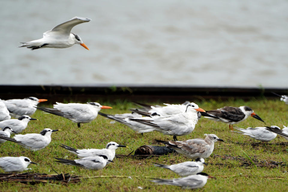 Birds huddle together after Hurricane Florence struck on Carolina Beach, North Carolina, U.S., September 15, 2018.