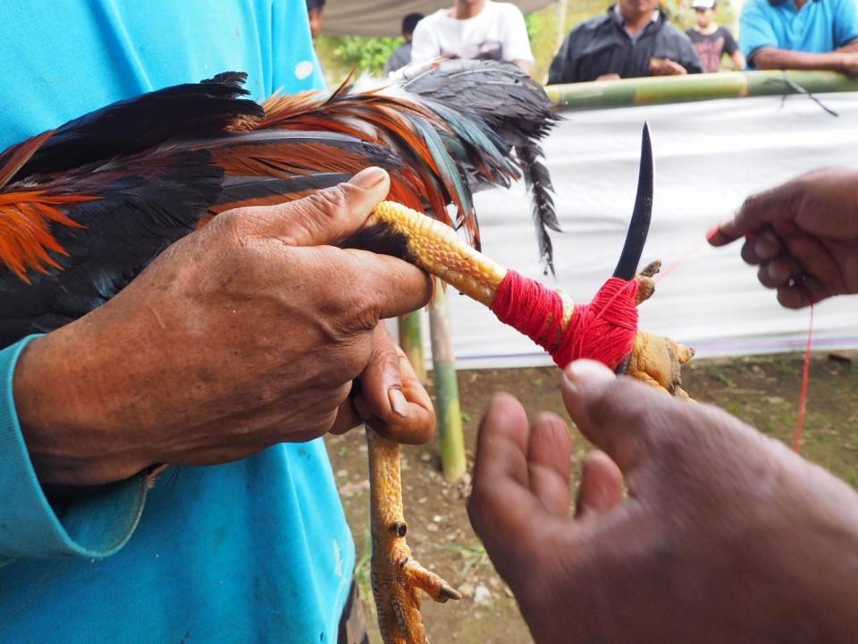 Cockfight indonesia rooster