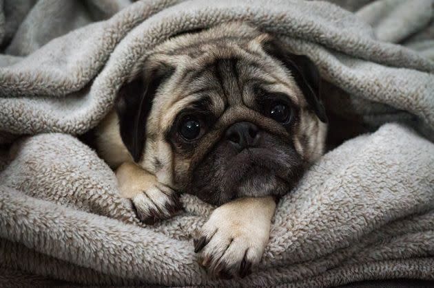 The same flat faces that many people find cute in dogs like pugs also cause serious breathing problems. (Photo: David LaFollette / 500px via Getty Images)