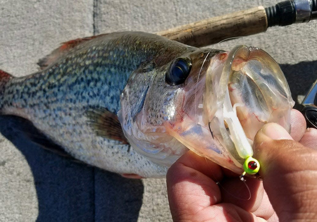 The speck bite continues to pick up around the Polk County area. Specks were reported at more lakes this week on both jigs and minnows.
