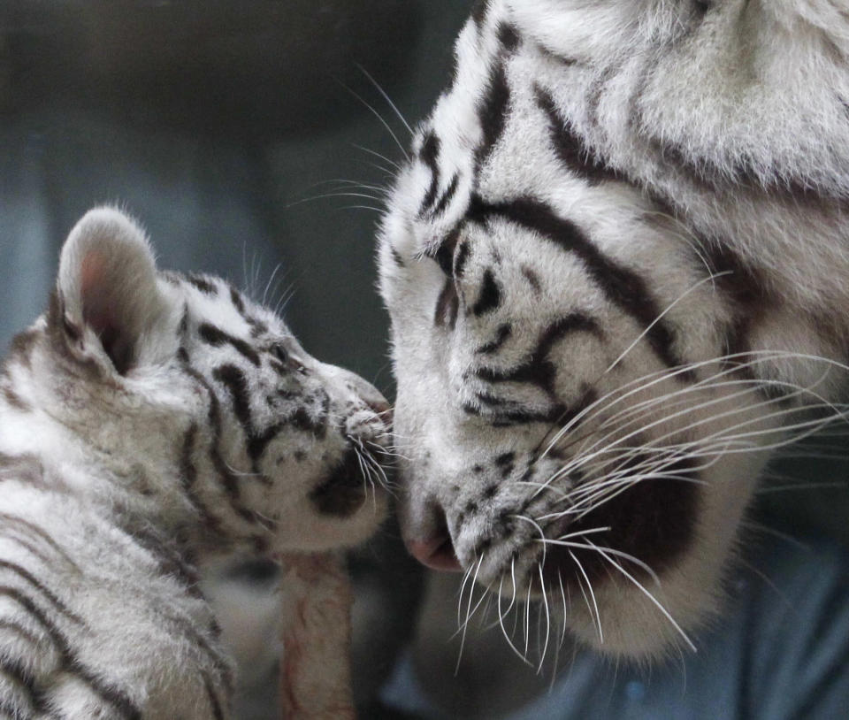 White tigers