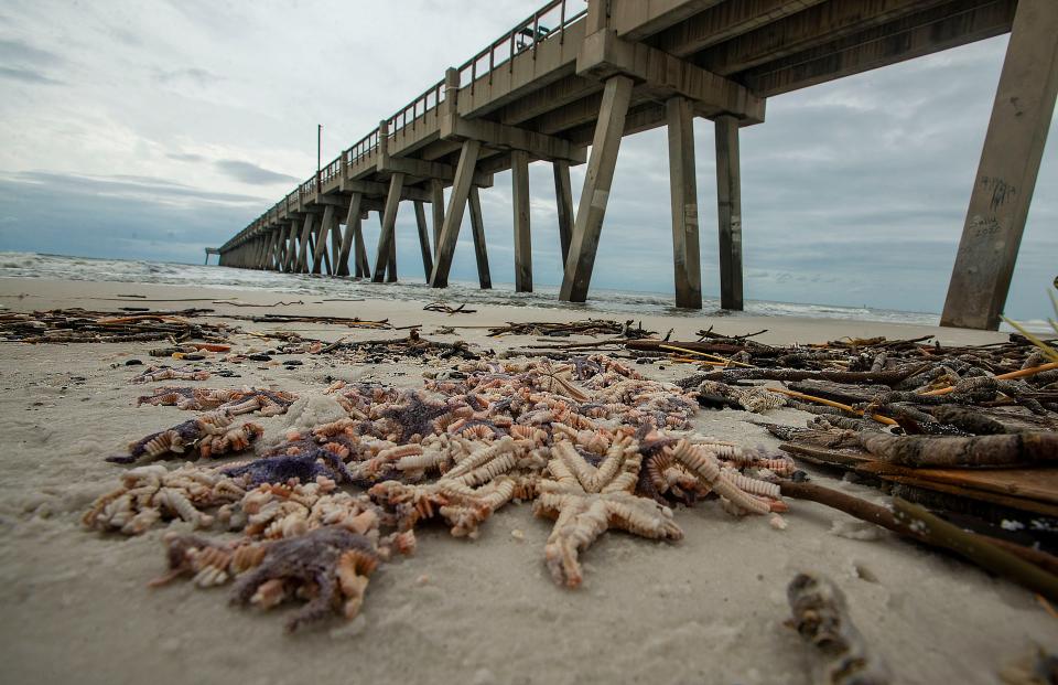 Starfish litter the beach near the Navarre Beach Pier Saturday, September 19, 2020. Thousands of Starfish washed up on the beach in Navarre during Hurricane Sally.