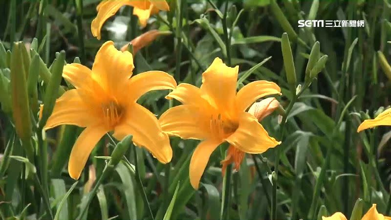 台東縣卑南鄉知本的平地金針花，正值5、6月盛開季節。