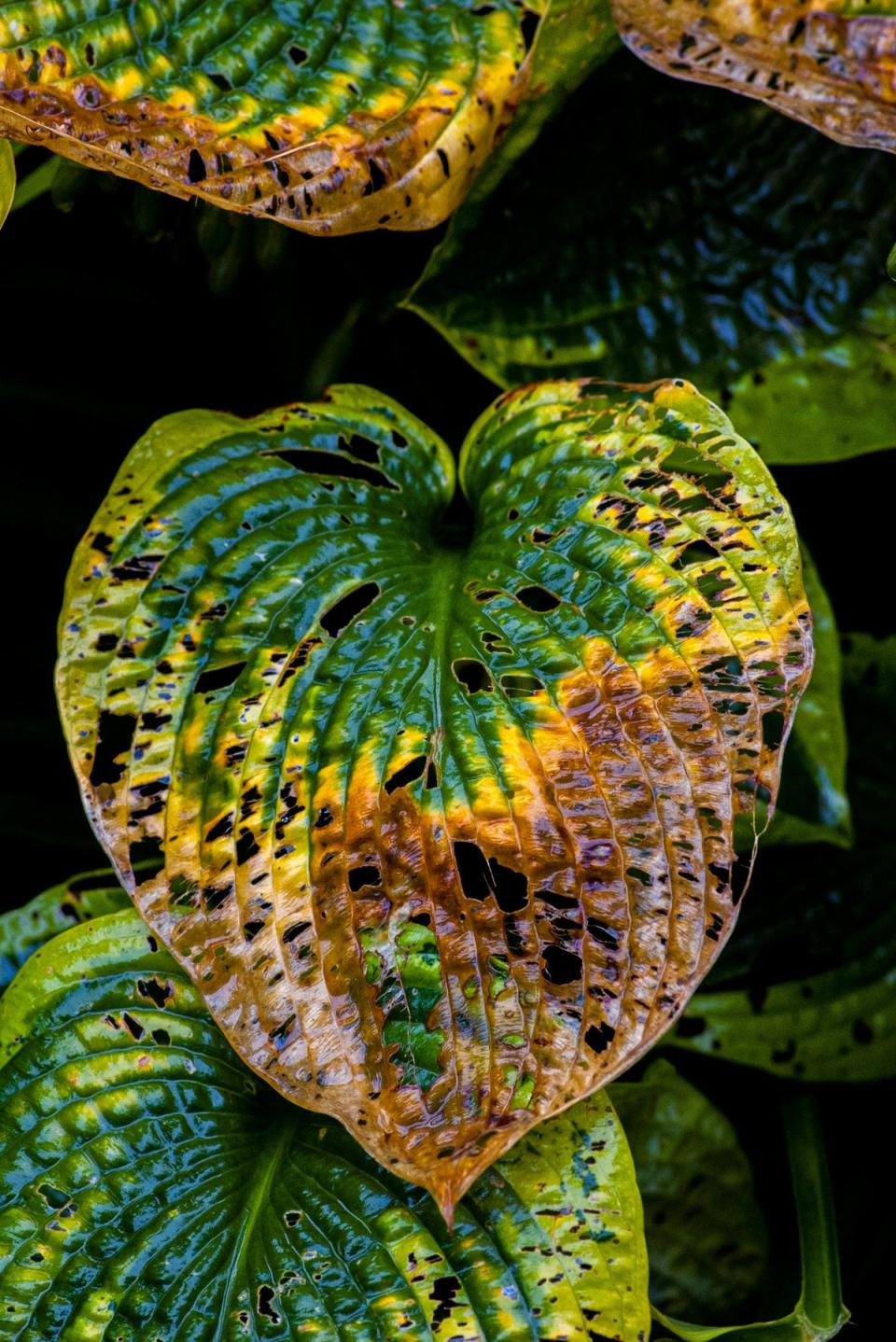 Planting hostas? You might as well open a snail salad bar (Yoksel Zok/ Unsplash)