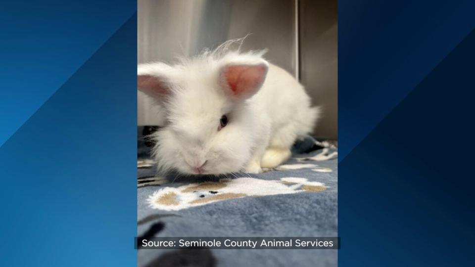 Shelter officials encourage adopters of the “pocket pets” to do their research on the animals before they chose to adopt.
