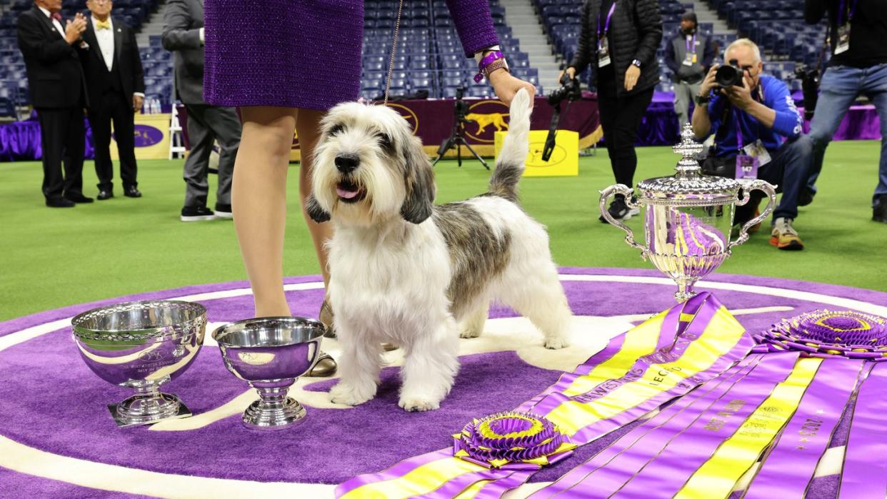 147th annual westminster kennel club dog show presented by purina pro plan