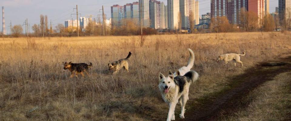 A pack of homeless dogs on the background of the city on the horizon on a sunny day