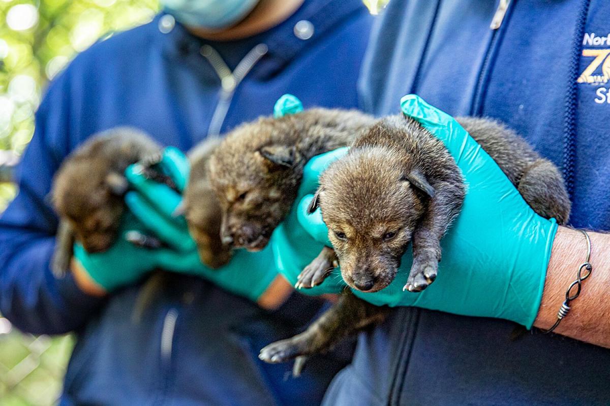 Within three days, twelve “healthy” red wolf pups of the endangered species were born at the North Carolina Zoo