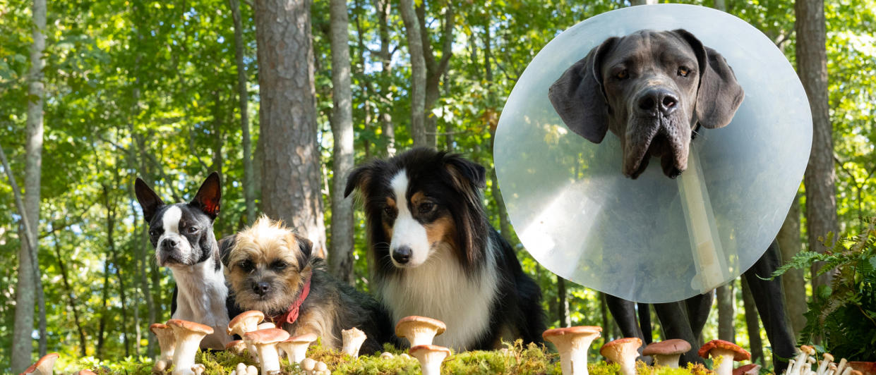  Reggie, Bug, Hunter and Maggie with a bunch of mushrooms in Strays 