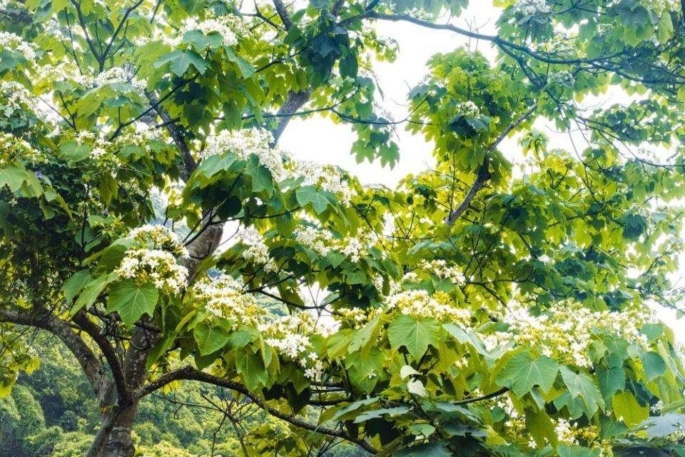 《圖說》土城「桐花公園」桐花已陸續綻放，正是賞桐最佳時機。〈客家局提供〉