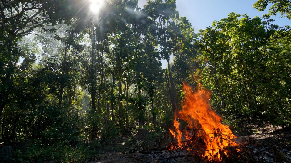 Wildfire in forest