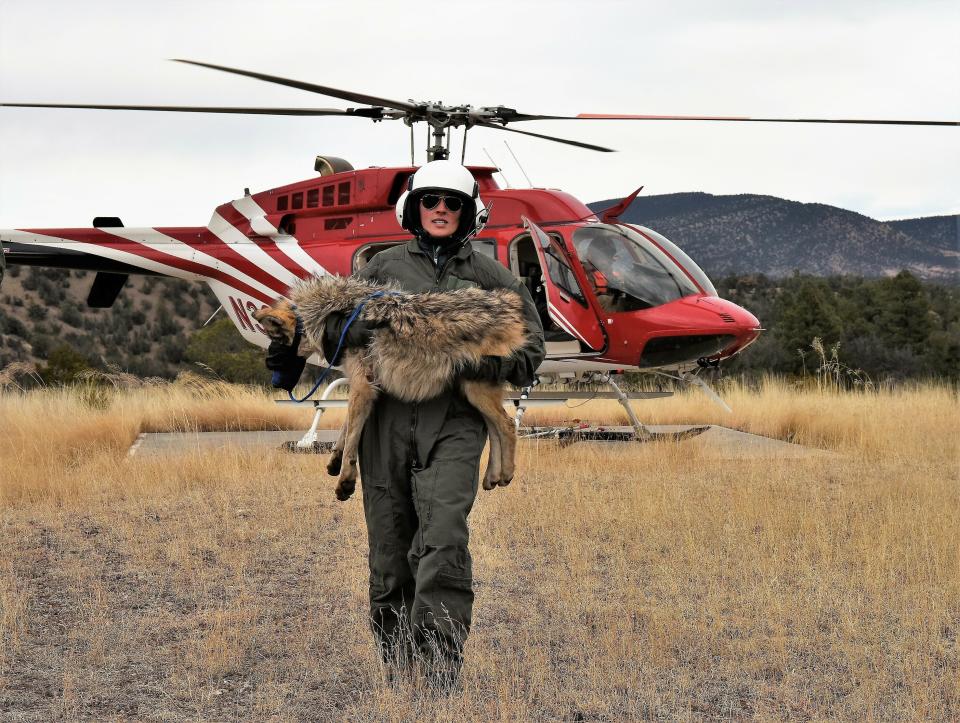FILE - In this Feb. 13, 2019, file photo provided by the U.S. Fish and Wildlife Service, a member of the Mexican gray wolf recovery team carries a wolf captured during an annual census near Alpine, Ariz. Once on the verge of extinction, the rarest subspecies of the gray wolf in North America has seen its population nearly double over the last five years. U.S. wildlife managers said Friday, March 12, 2021, the latest survey shows there are now at least 186 Mexican gray wolves in the wild in New Mexico and Arizona. (Mark Davis, U.S. Fish and Wildlife Service via AP, File)