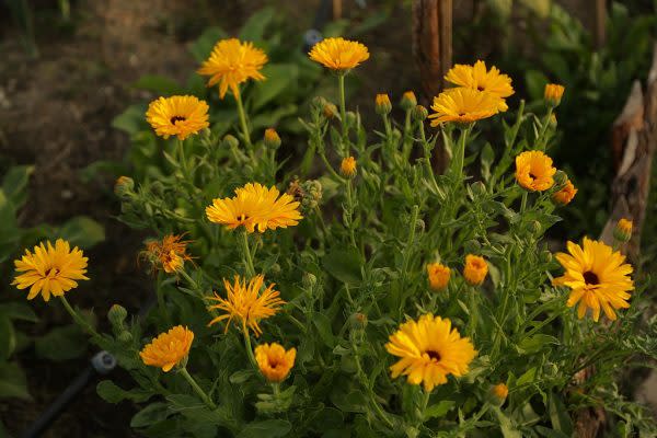 Flores de caléndula, planta con grandes usos medicinales.