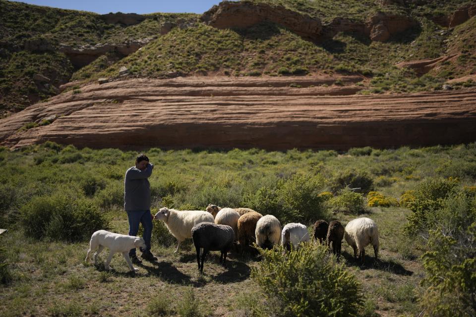 Nikyle Begay tends a flock of sheep Thursday, Sept. 7, 2023, on the Navajo Nation in Ganado, Ariz. (AP Photo/John Locher)