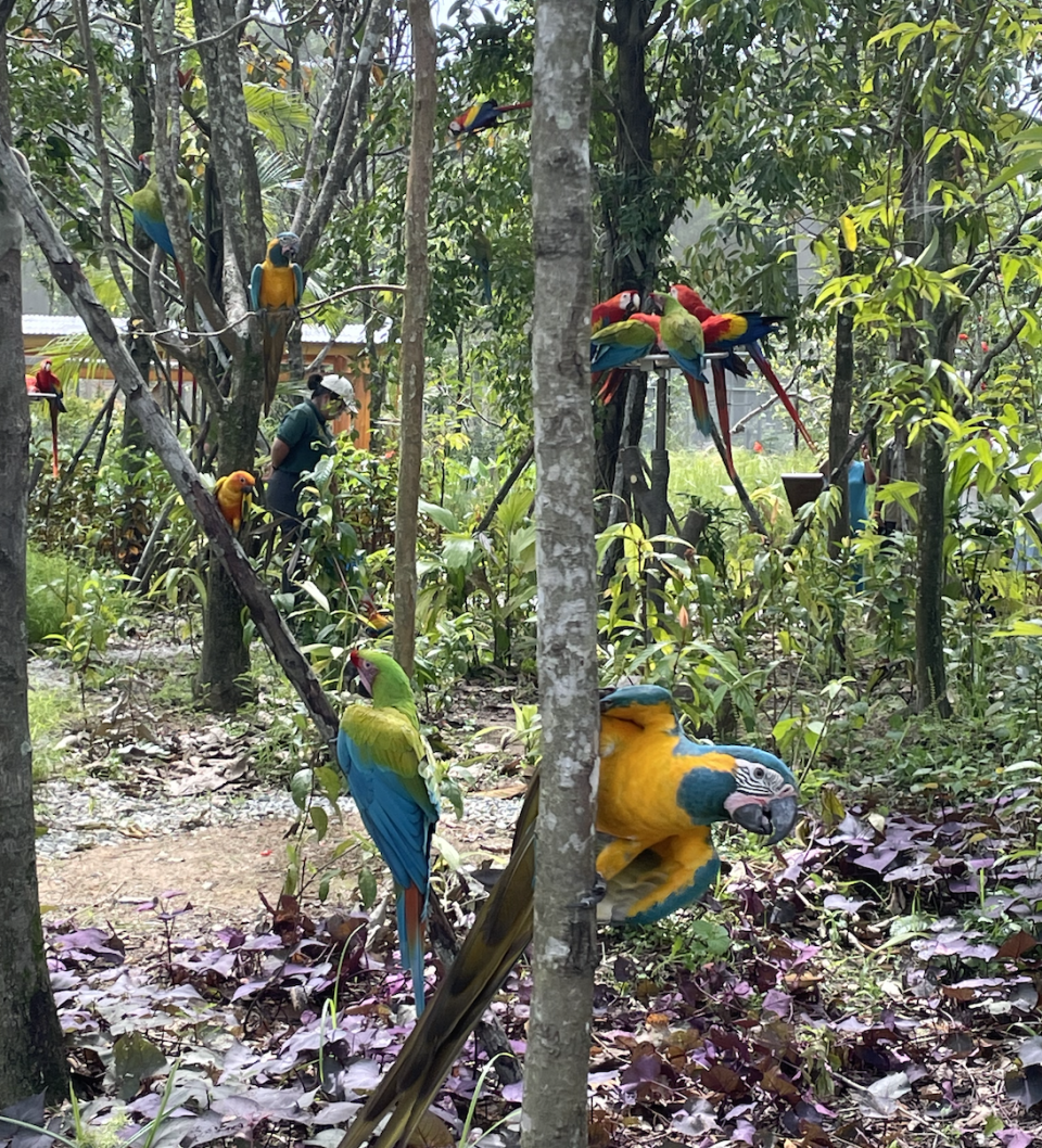 Parrots, macaws and more reside peacefully in the same arena on trees