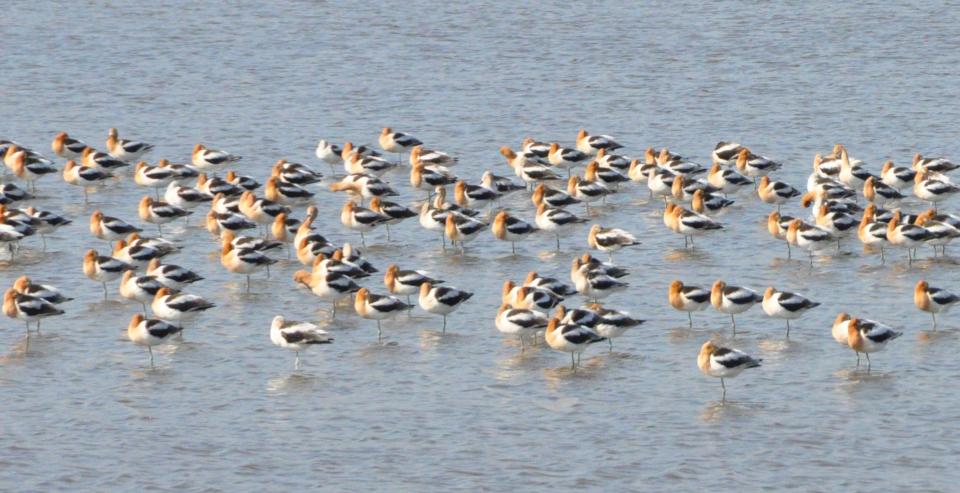 American avocets, many with their heads turned and tucked into their feathers, stand in a shallow pond at Bombay Hook National Wildlife Refuge east of Smyrna April 5, 2023.