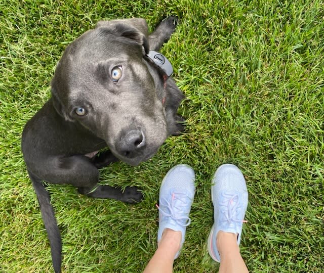 sneakers, dog