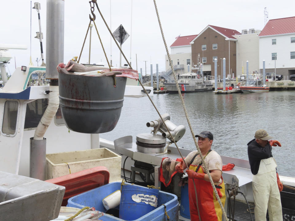 Crew members of a fishing boat unload their catch in Point Pleasant Beach, N.J., on June 20, 2023. The commercial and recreational fishing industry has numerous concerns over offshore wind projects. The wind industry says it has tried to address those concerns, and will pay compensation for those that can't be avoided. (AP Photo/Wayne Parry)