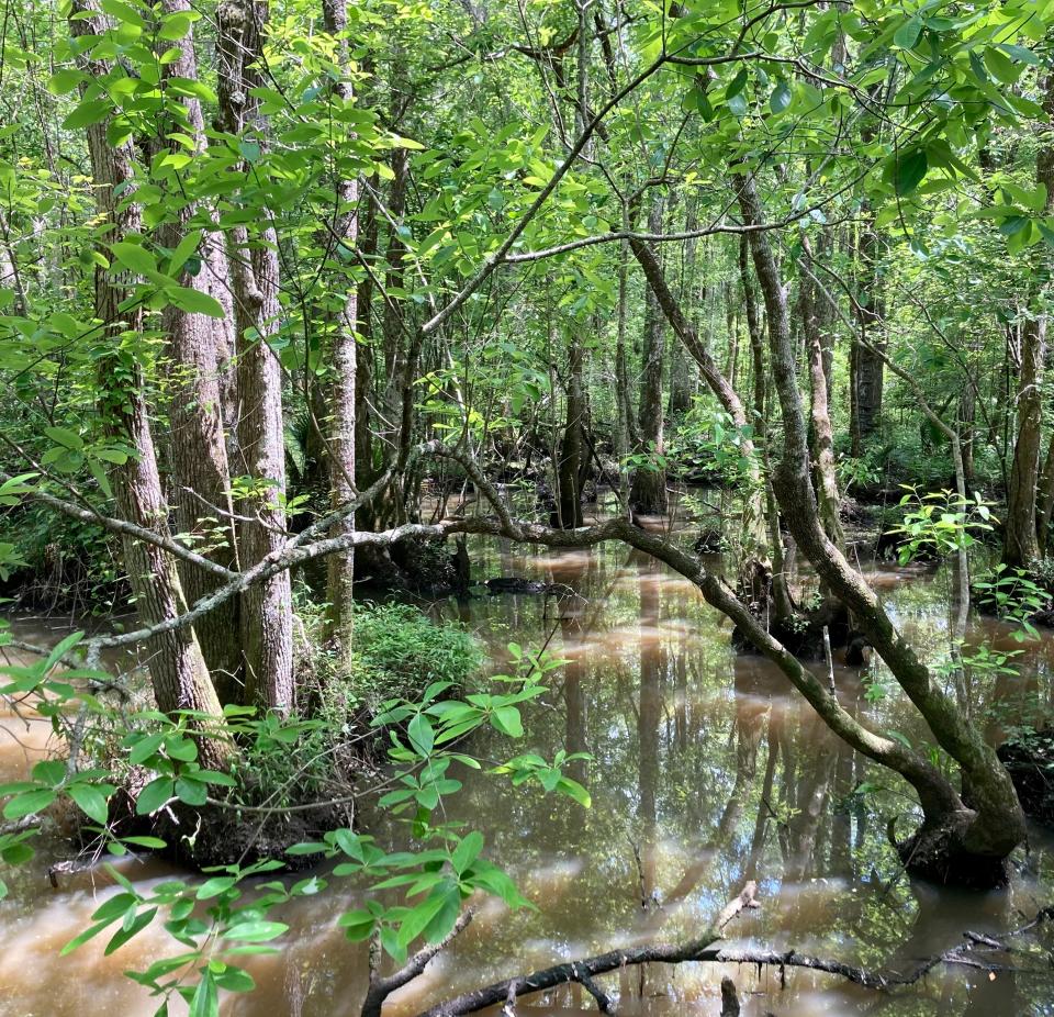 Where waterways split at the Ogeechee Canal — canoe trails that snake through the swamp.