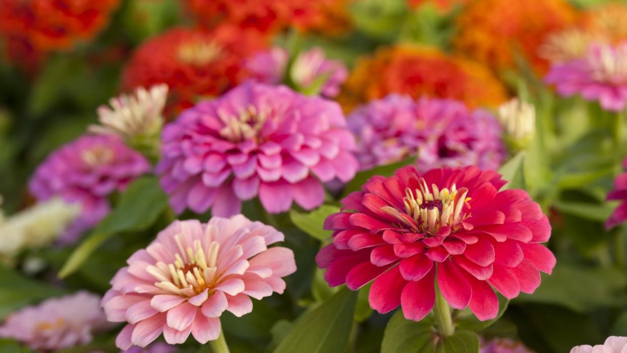 assortment of pink shaded zinnias in a flower patch