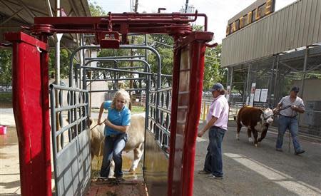 Kaley Kelley of College Station, Texas leads her Charolais steer into a chute to be weighed prior to competing in the prospects competition at the State Fair of Texas in Dallas, Texas October 2, 2013. For more than a century, ranchers and their kids have paraded cattle around the dusty show ring at the State Fair of Texas in Dallas, in a rite of passage that is part farm economics, part rural theater. Today, with U.S. auction prices for champion cattle topping $300,000 a head and hefty scholarship checks for winners at stake, the competitive pressures are intense. Many animals get muscle-building livestock drugs added into animal feed. Kelley's father, Stanley Kelley, said he uses the medicated feed additive Showmaxx on some of their steer. He said the product increases the amount of "middle meat" cuts like T-bone, rib eye, porter and sirloin steaks along the steer's back and also builds lean muscle in the hind quarter, known in show terms as "putting a butt on". The Charolais in the photo was not given Showmaxx. Picture taken October 2, 2013. REUTERS/Mike Stone