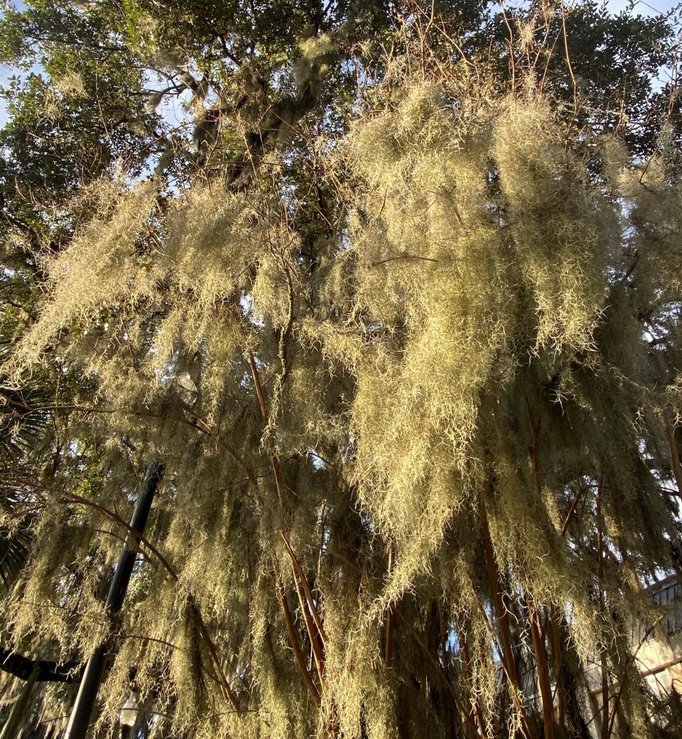 Southern live oak trees are a favorite habitat for Spanish moss. Photo courtesy