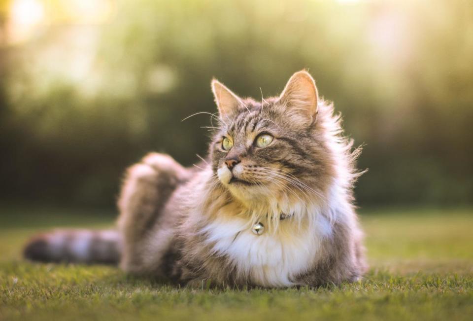 Cats roam around Disneyland at night