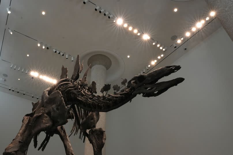 'Apex' the stegosaurus skeleton is displayed at Sotheby's New York, 10 July 2024. 