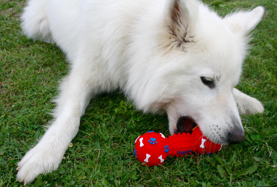 White dog playing with a red and blue toy on grass