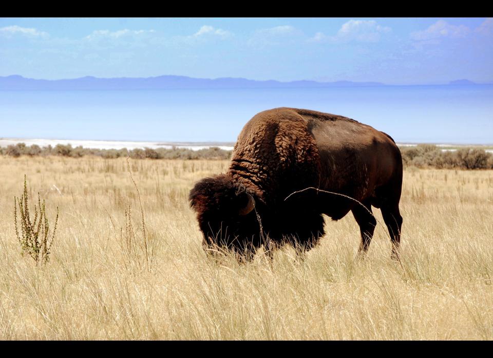 <em>Antelope Island, Utah by Edgar Zuniga Jr. CC BY-ND 2.0</em>    The best place to explore one of the earth&rsquo;s saltiest locales is <a href="http://www.fodors.com/world/north-america/usa/utah/salt-lake-city/things-to-do/sights/reviews/antelope-island-state-park-107560">Antelope Island</a>, home to scores of bison and a pit stop for migrating birds.    <strong>Plan Your Trip: </strong>Visit <a href="http://www.fodors.com/world/north-america/usa/utah/salt-lake-city">Fodor&rsquo;s Salt Lake City Travel Guide</a>