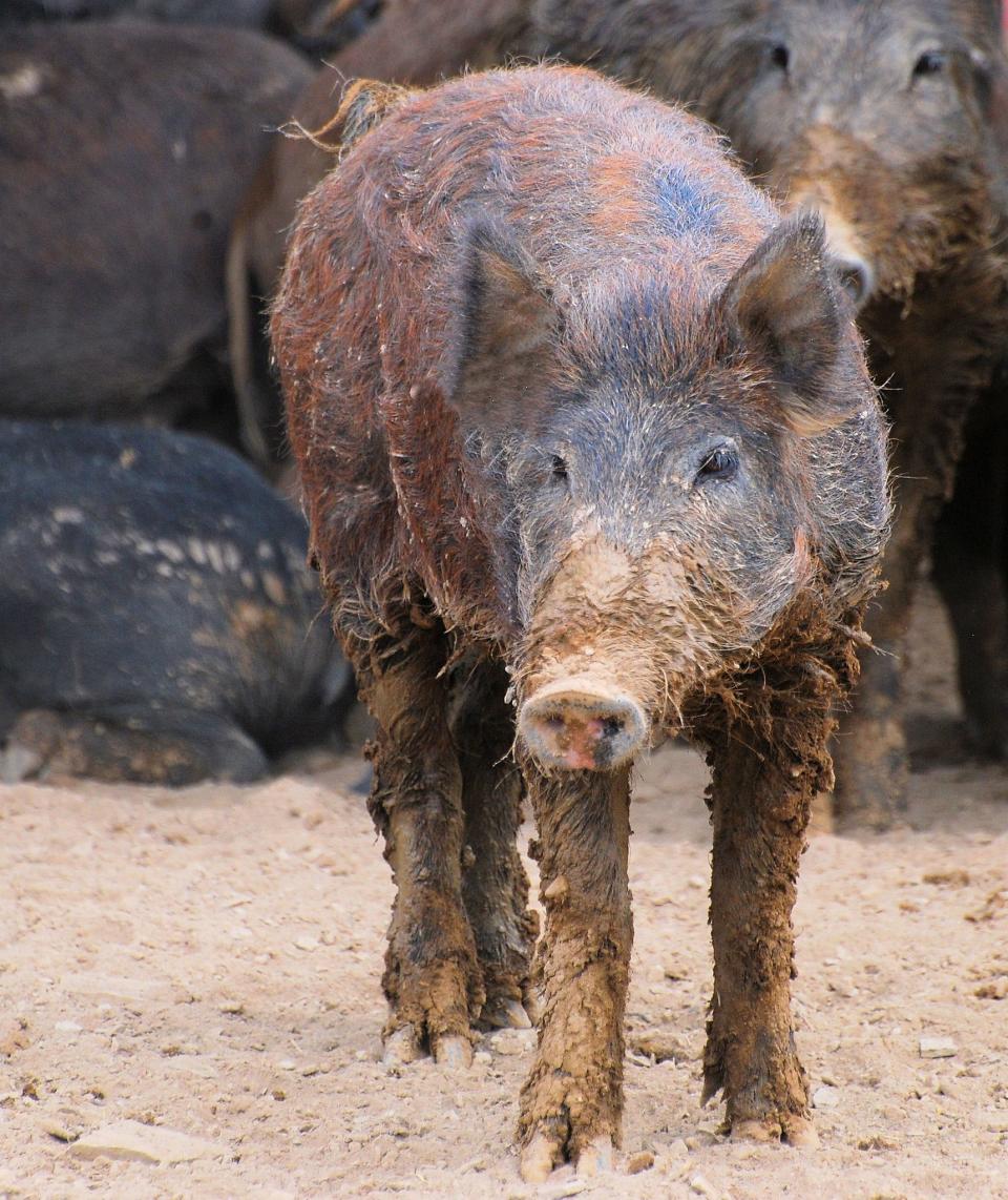 Feral hogs are estimated to cause upwards of $2.5 billion in damage every year.