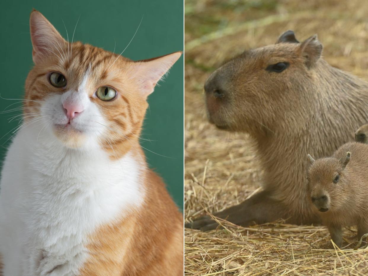 An orange cat and a small family of capybaras.