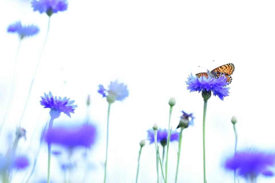 Glanville Fritillary butterfly in cornflowers