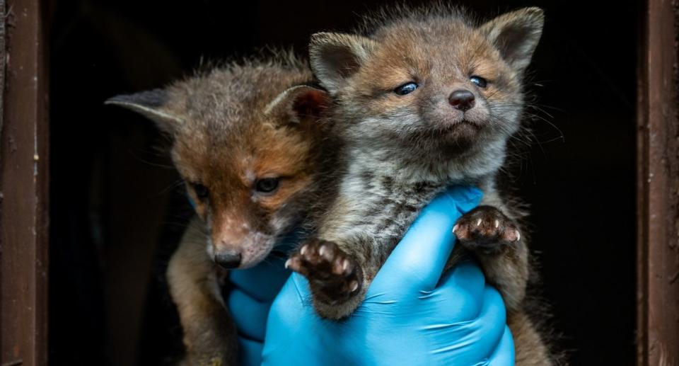 Fox cubs. (SWNS)