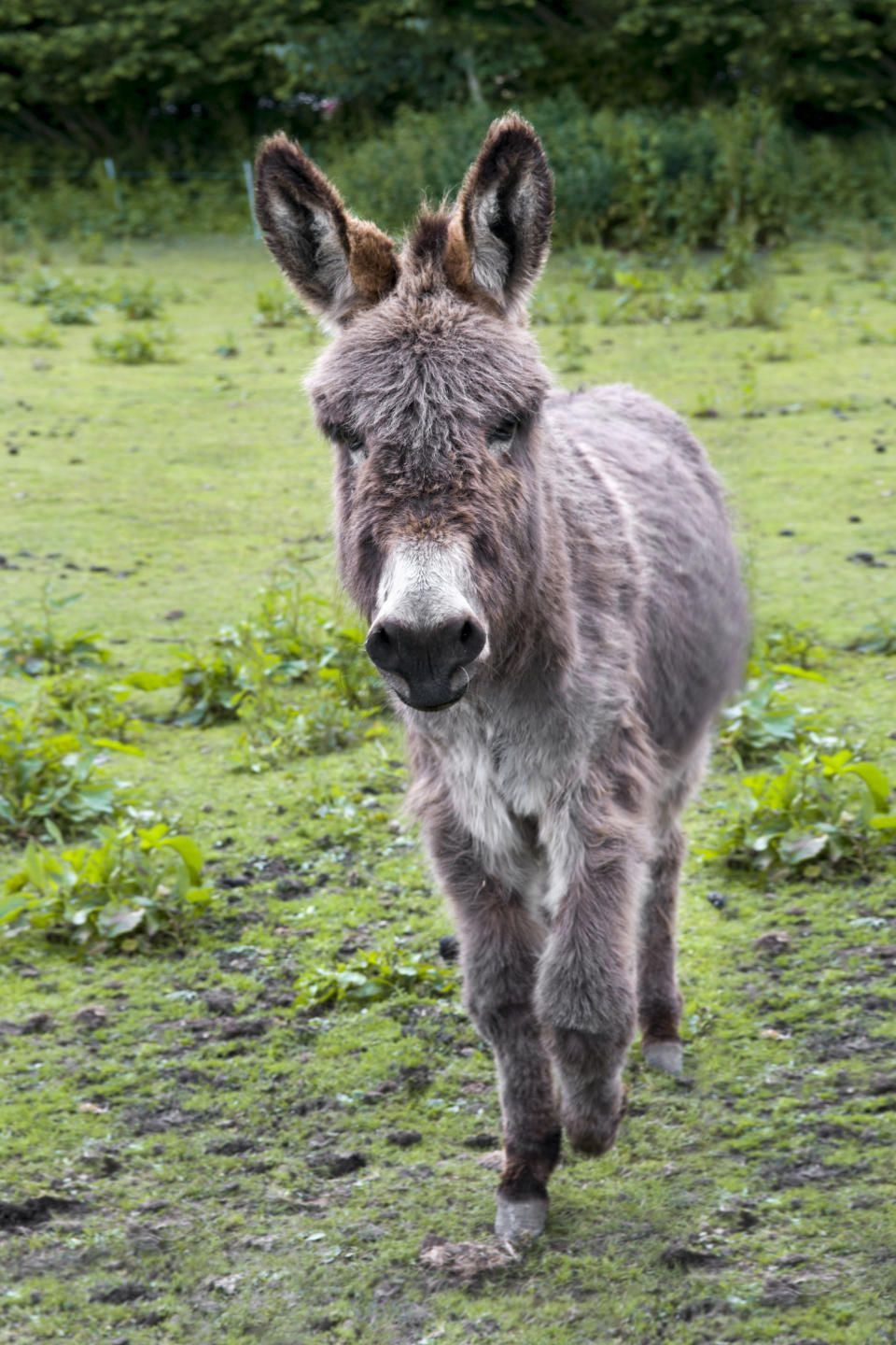 Donkey walking in field