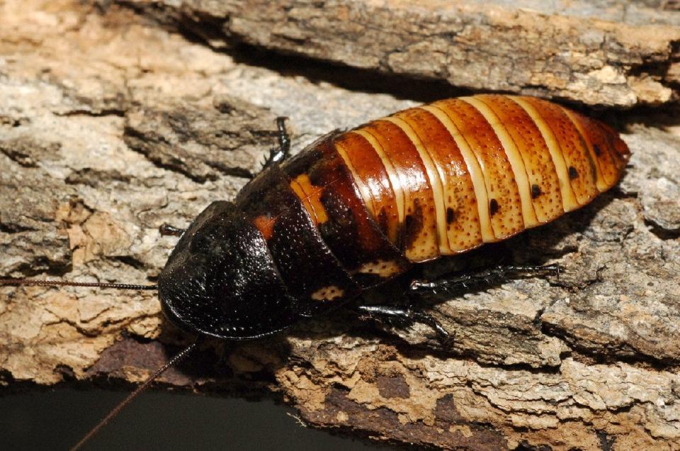 The Bronx and San Francisco Zoos offer the chance to name a hissing Madagascar cockroach.