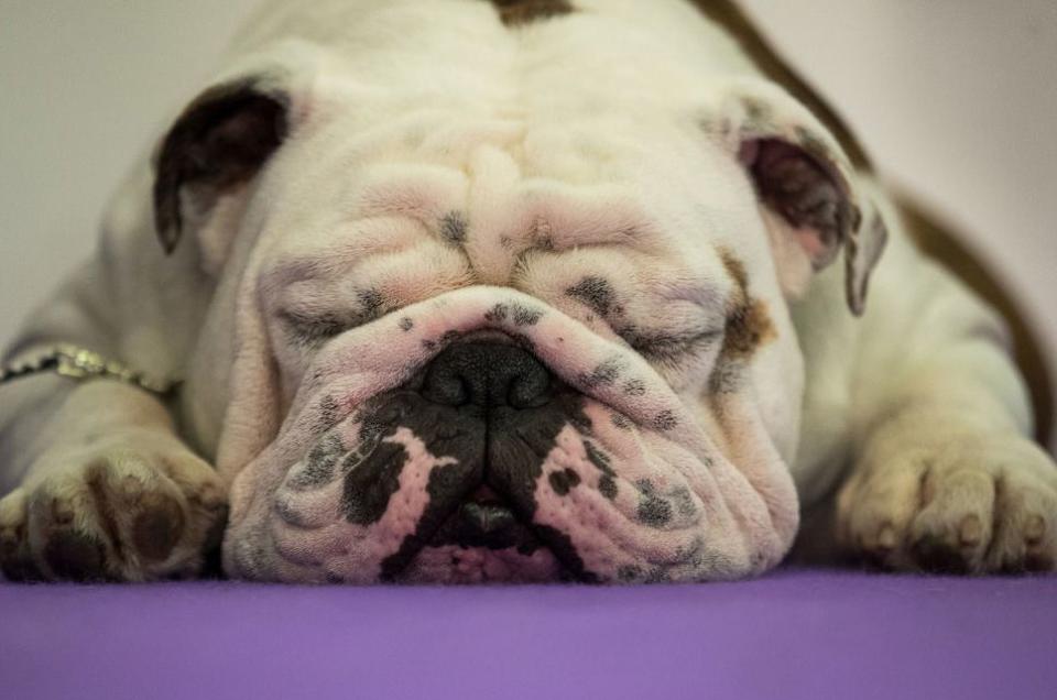 Westminster Dog Show Photos They Don't Want You to See