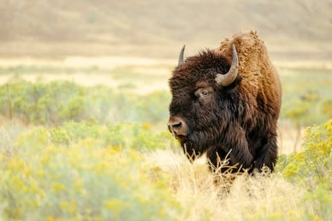 Curiously, bison roam here - Credit: GETTY