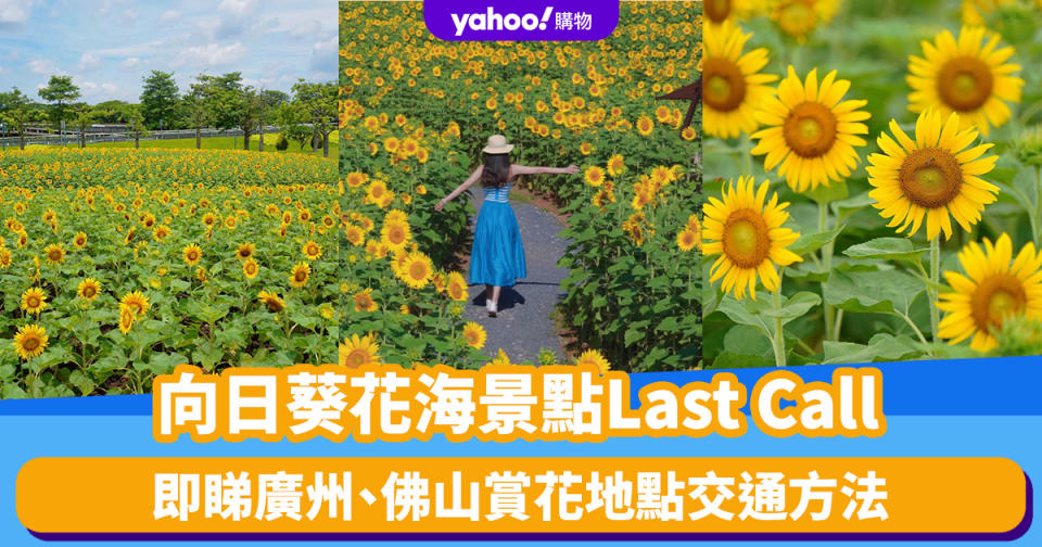 北上好去處｜向日葵花海景點Last Call！免費入場 與廣州塔同框/設露營桌椅打卡裝置 即睇花期/交通方法