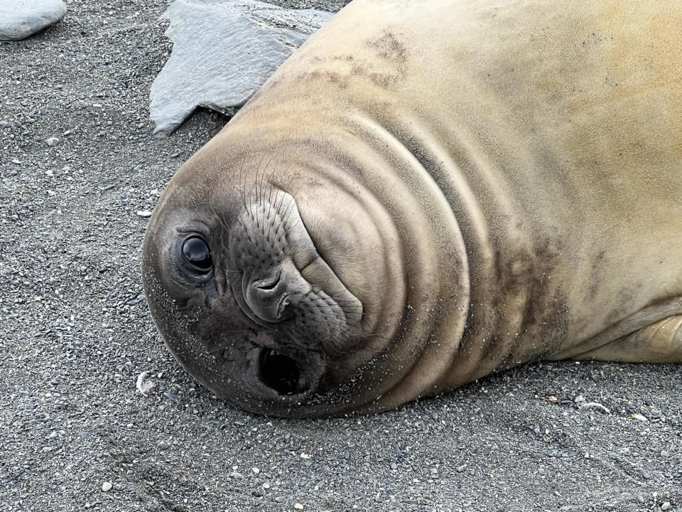 A fur seal pup relaxes on a beach in Antarctica