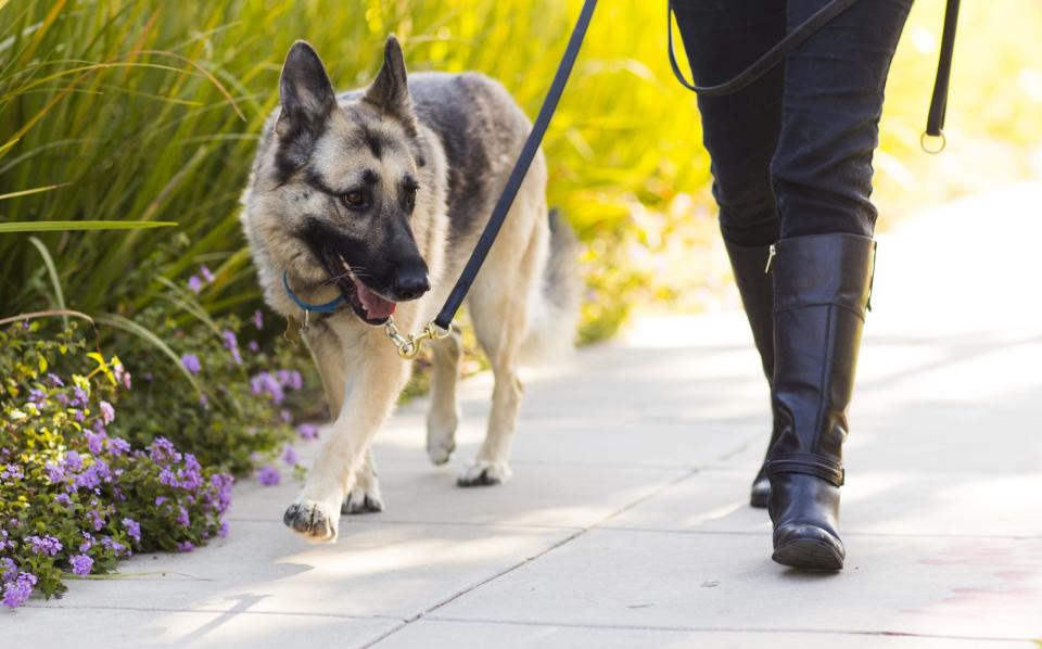 German Shepherd