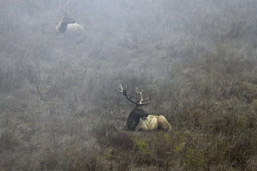 POINT REYES NATIONAL SEASHORE, CA - AUGUST 28: Tule elks roam in its reserve in Point Reyes National Seashore. Heat, drought and fires engulf areas within and around the Point Reyes National Seashore, the iconic tule elk is running out of water. Tule Elk Reserve is fenced around to keep elk from grazing on ranch land, carved out from park land and leased to ranchers. The elk have nowhere to go to find water. And the park service is refusing to provide water, or let activists bring any in. Tule Elk Reserve on Friday, Aug. 28, 2020 in Point Reyes National Seashore, CA. (Irfan Khan / Los Angeles Times)