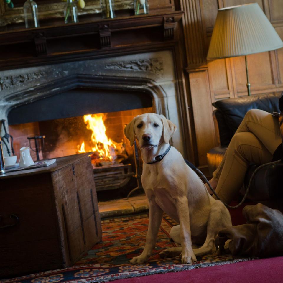 dog friendly hotels uk