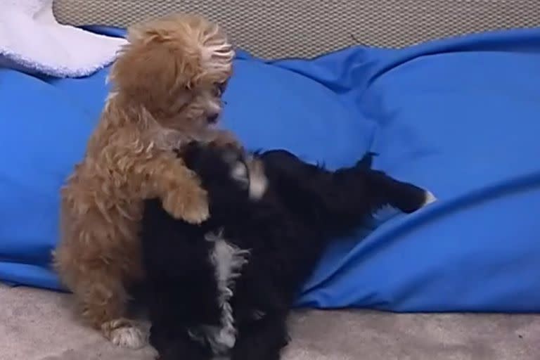 Caramelo y Mora, los perritos de la casa de GH 