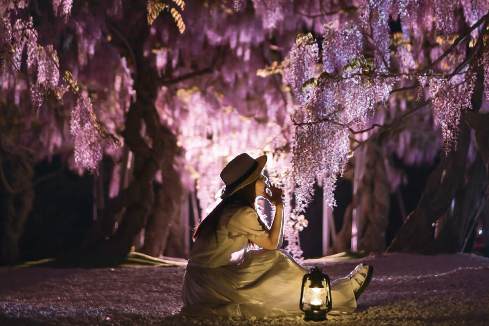 日本旅遊｜5大紫藤名所推介！足利花卉公園/白毫寺/世羅藤園/河內藤園紫藤園｜附祭典+點燈日期